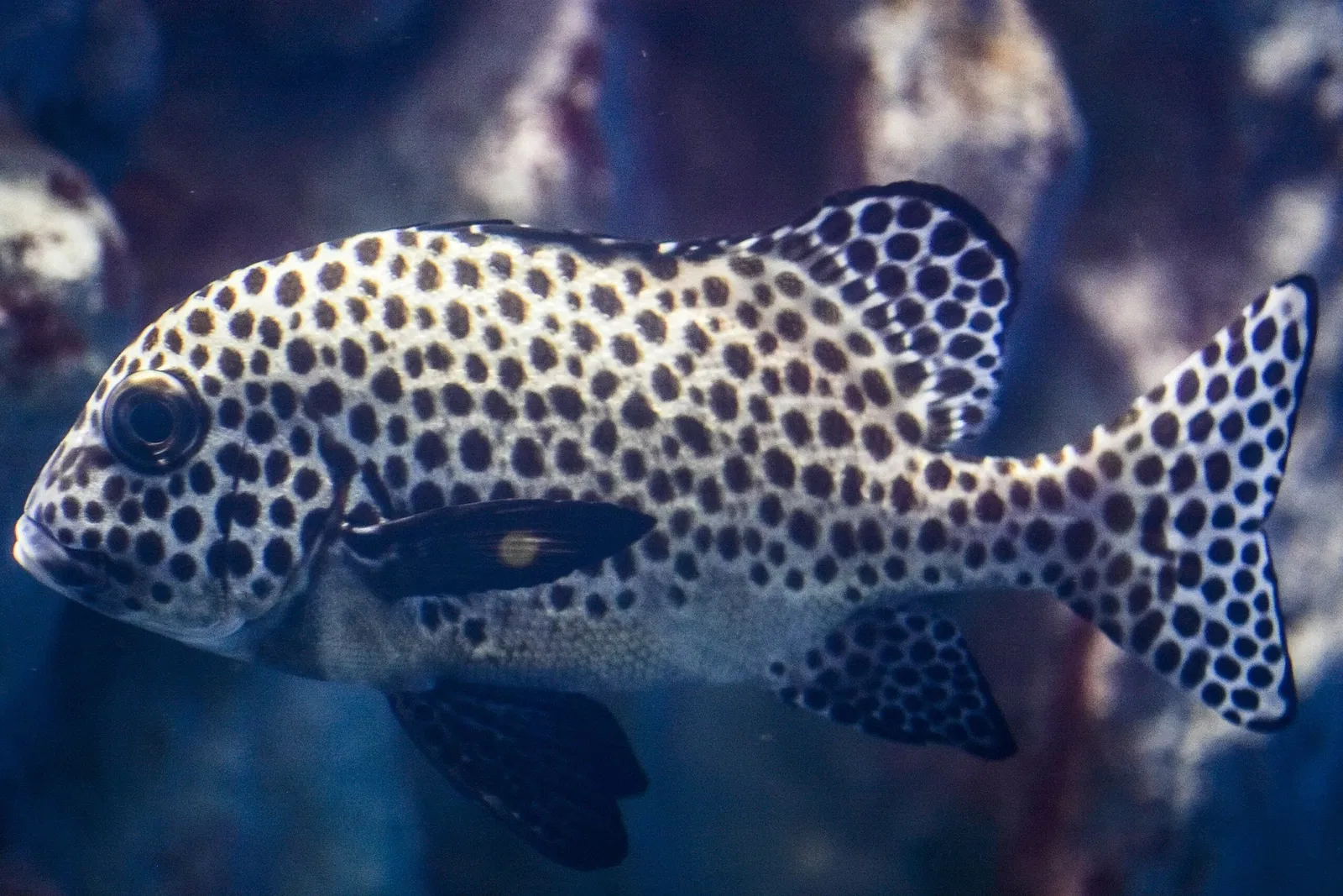 Greater Cleveland Aquarium