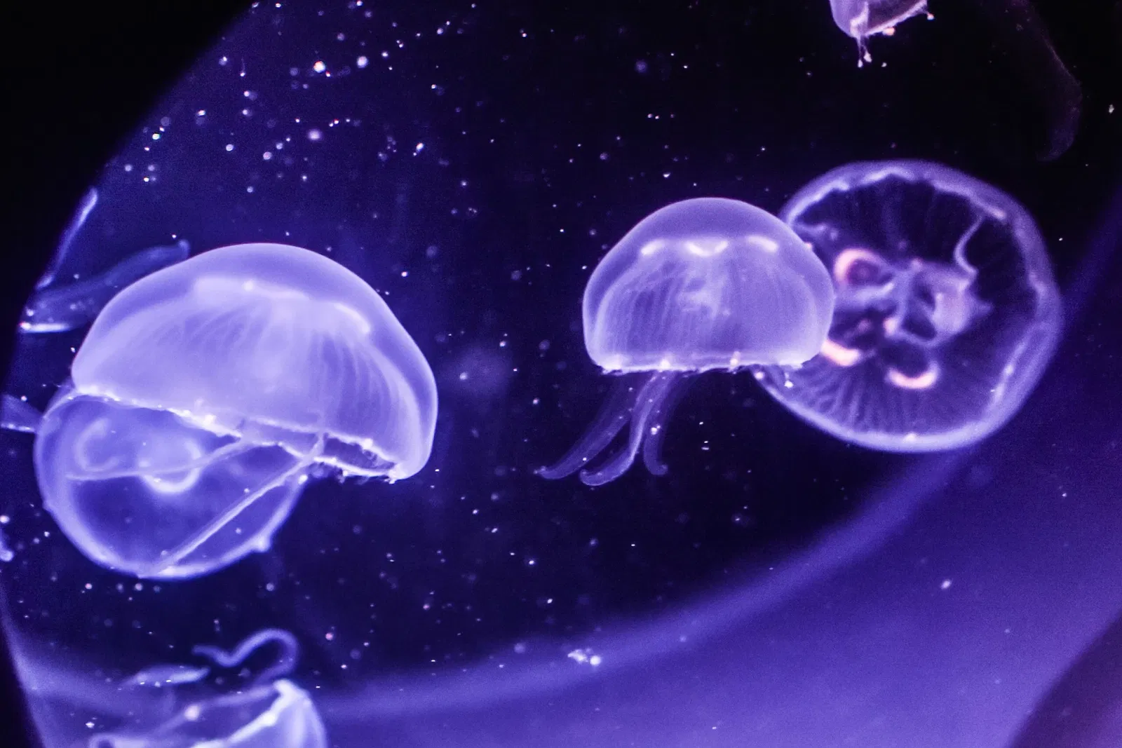 Greater Cleveland Aquarium