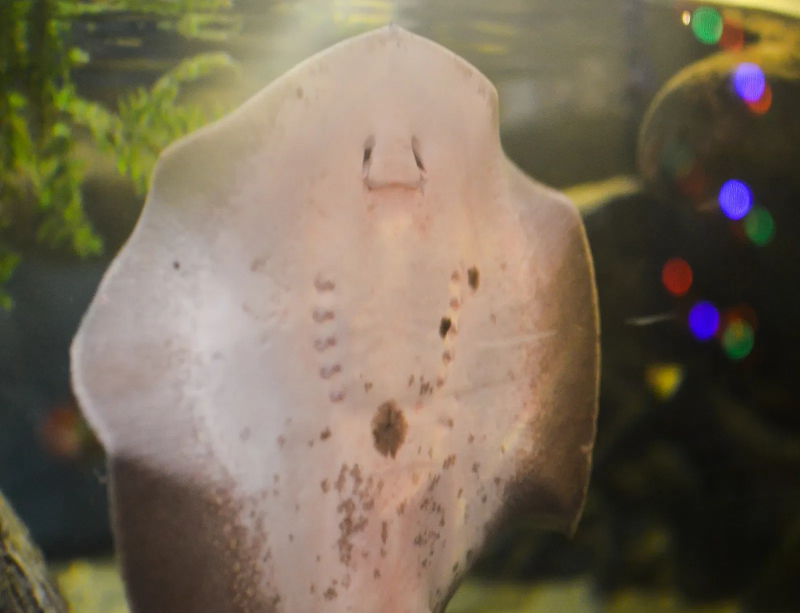 Greater Cleveland Aquarium