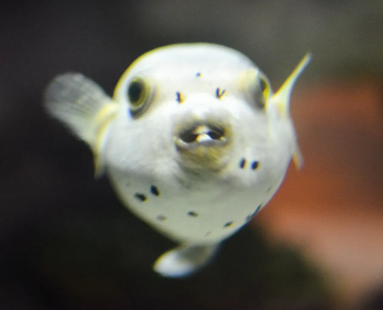 Greater Cleveland Aquarium