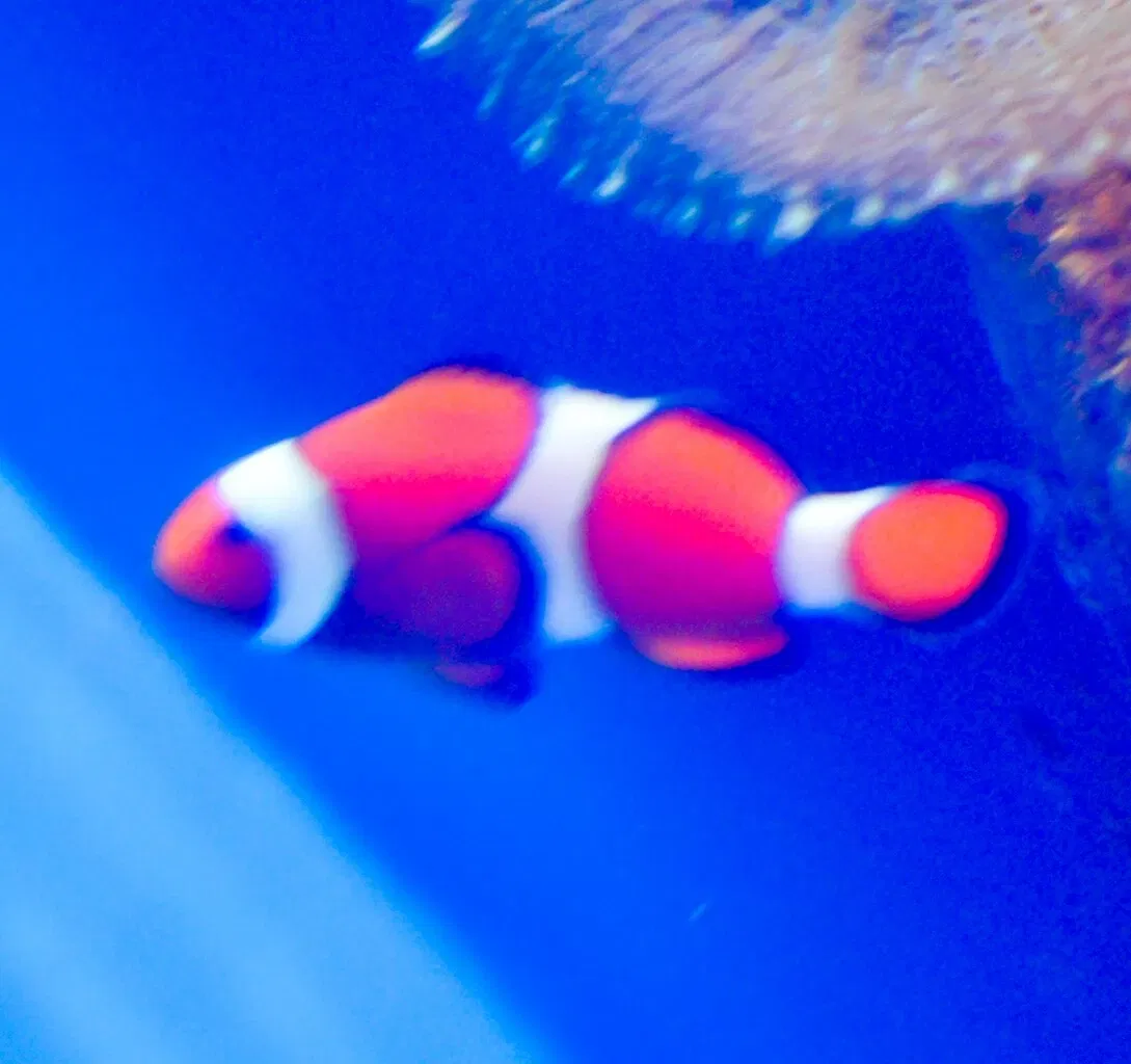 Greater Cleveland Aquarium