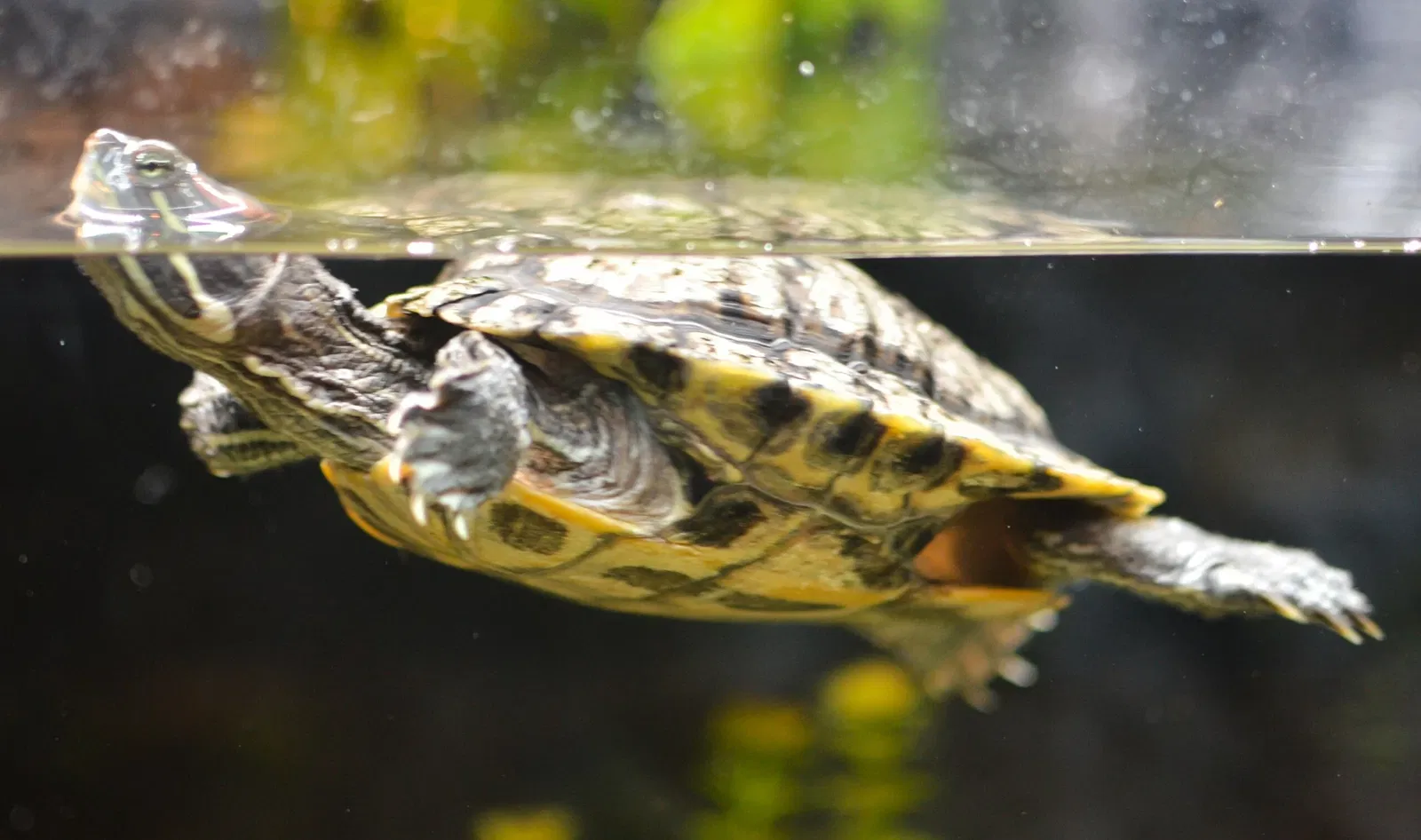 Greater Cleveland Aquarium