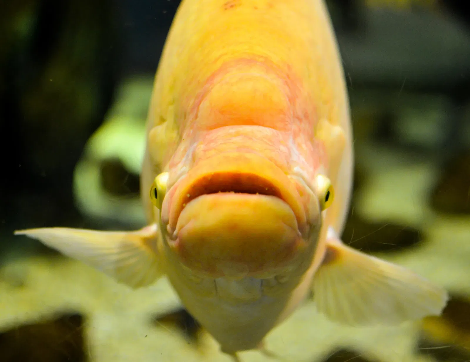 Greater Cleveland Aquarium