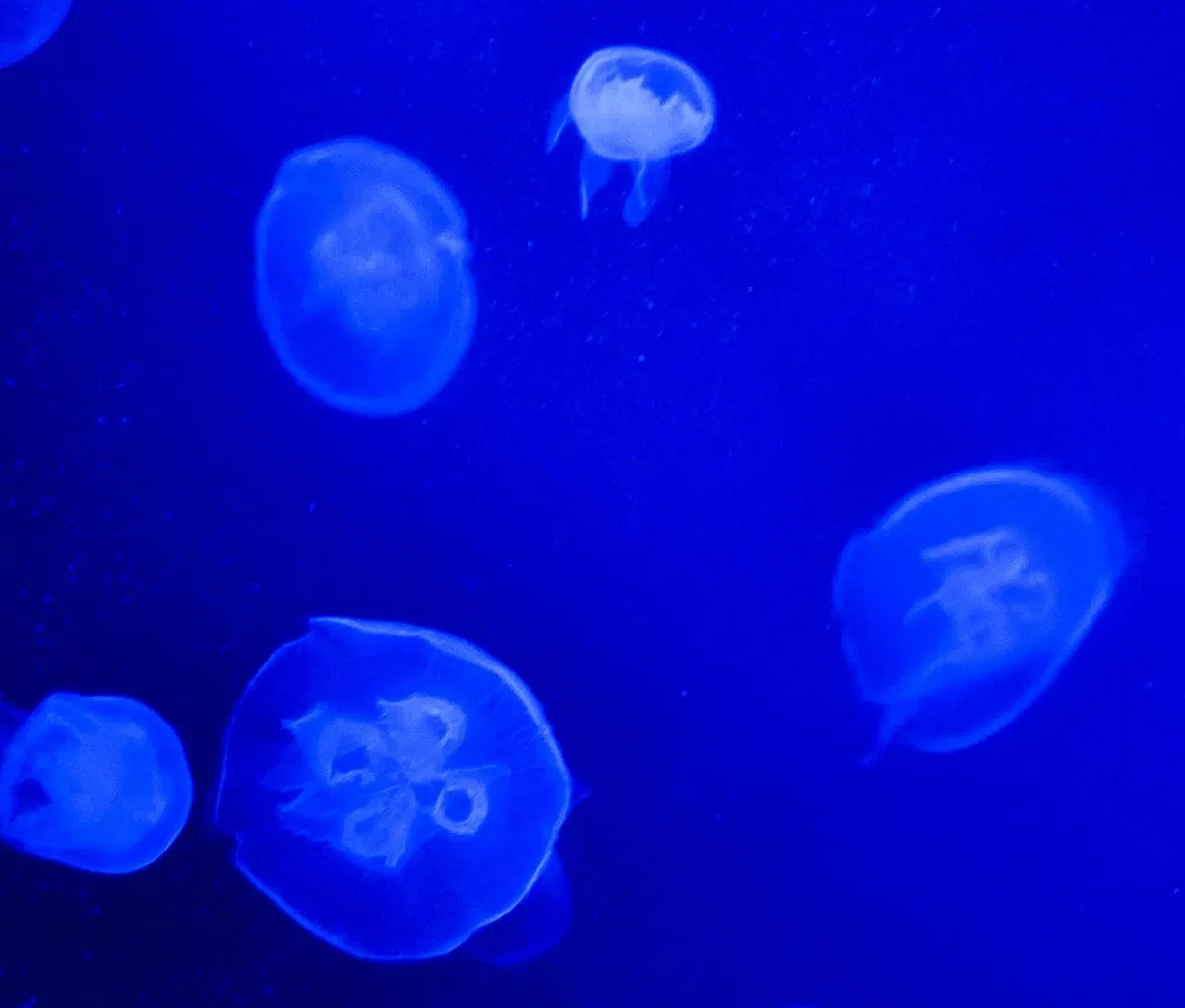 Greater Cleveland Aquarium