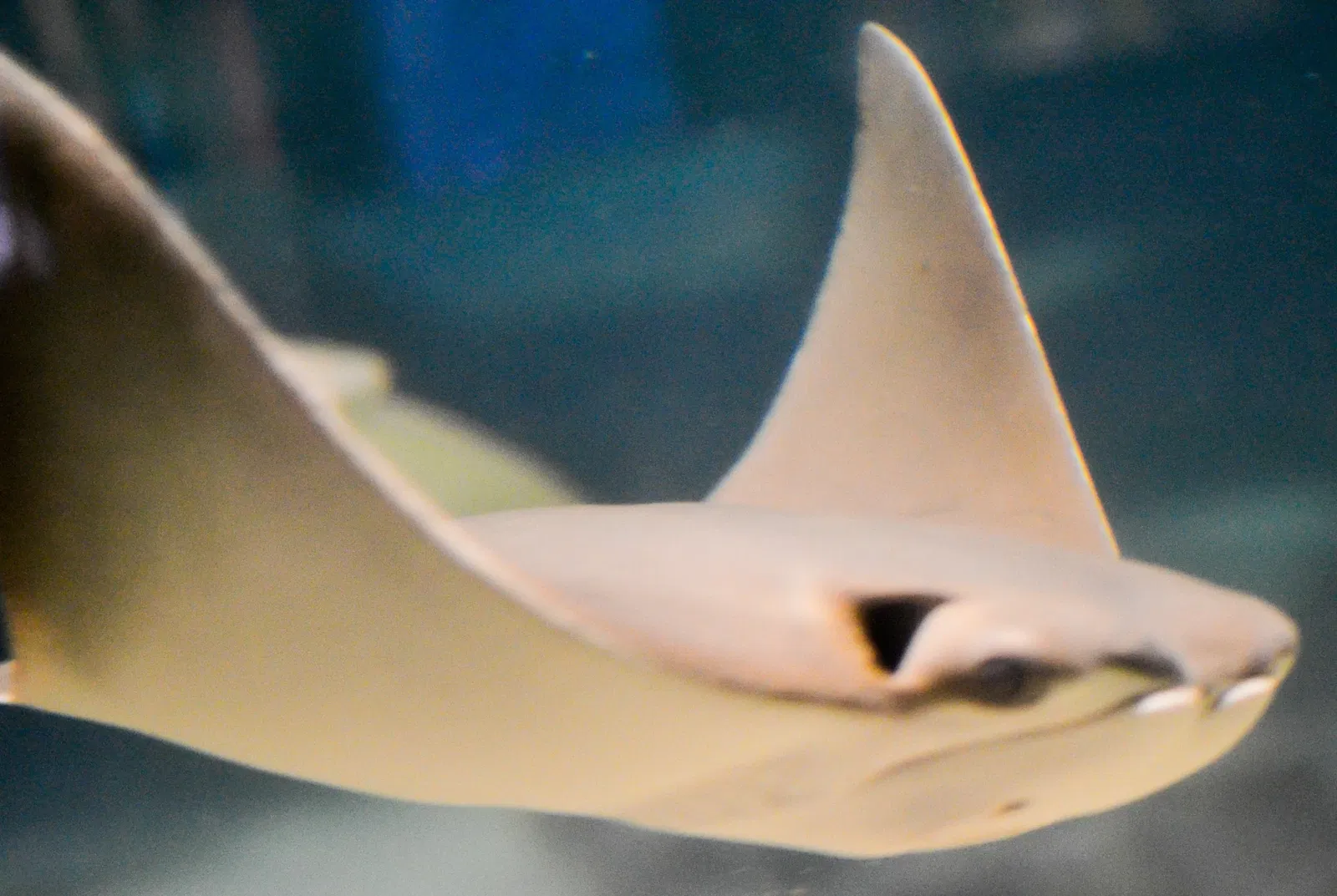 Greater Cleveland Aquarium