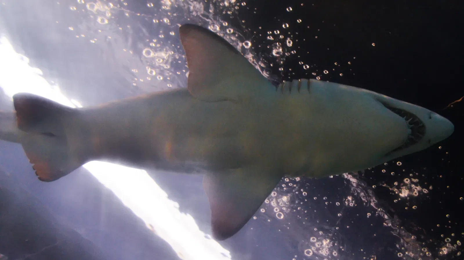 Greater Cleveland Aquarium