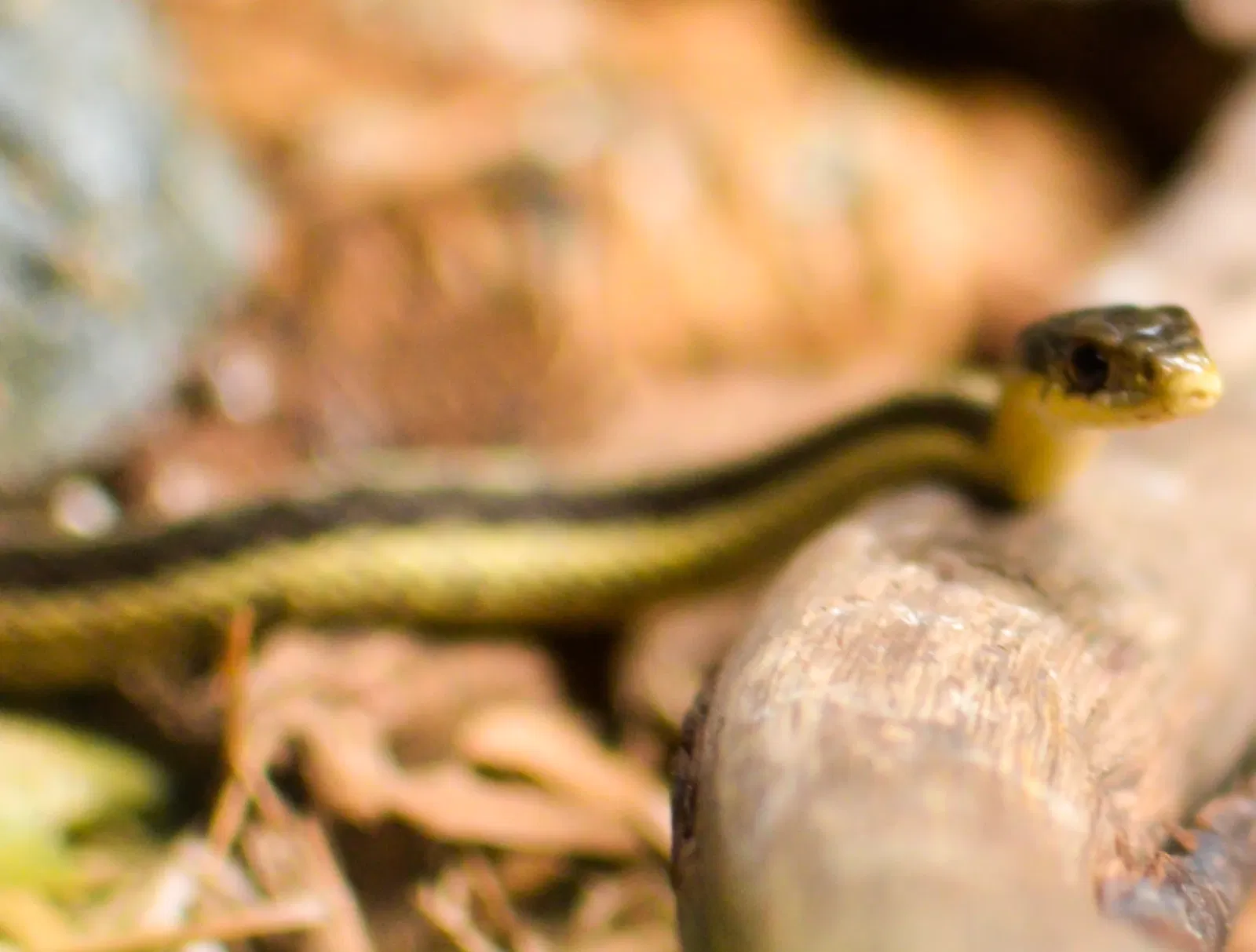 Greater Cleveland Aquarium