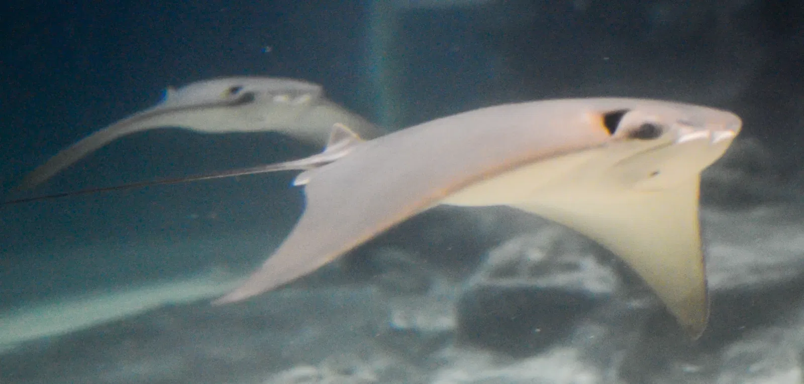 Greater Cleveland Aquarium