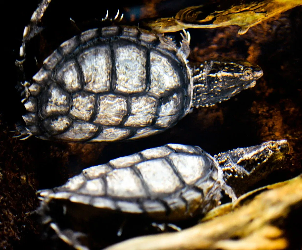 Greater Cleveland Aquarium