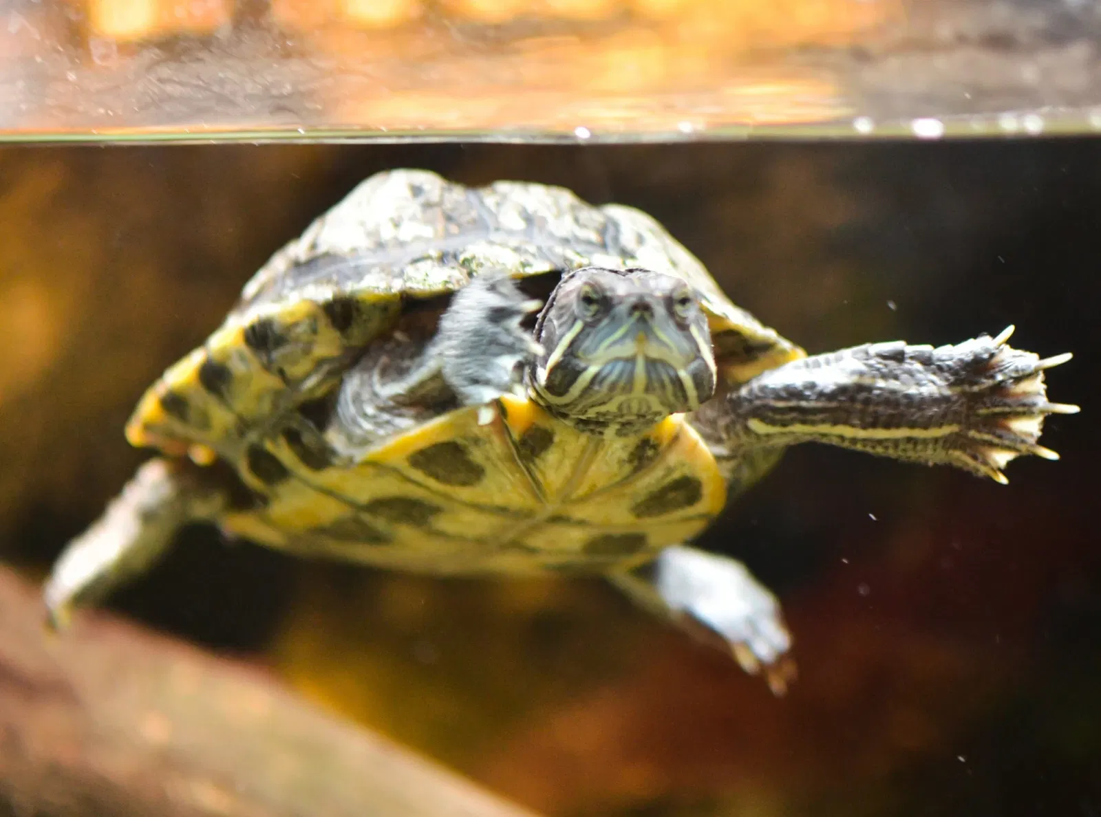 Greater Cleveland Aquarium