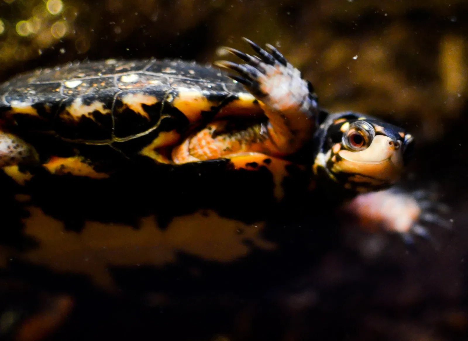 Greater Cleveland Aquarium