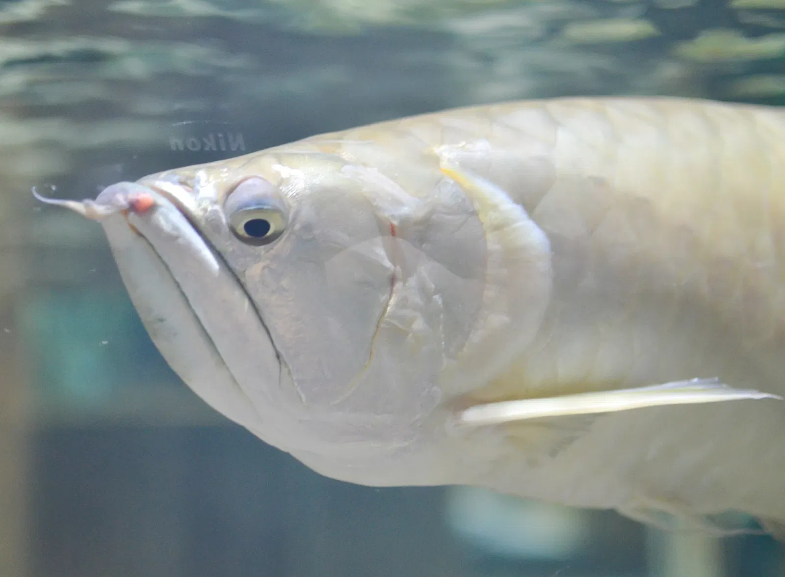 Greater Cleveland Aquarium