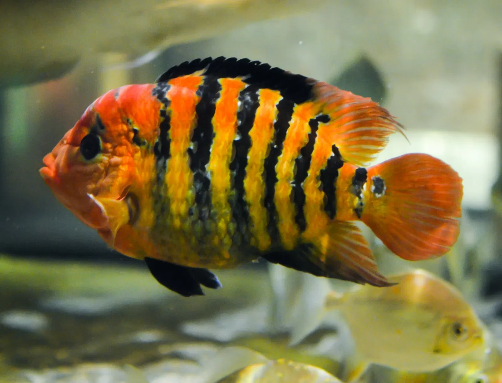 Greater Cleveland Aquarium