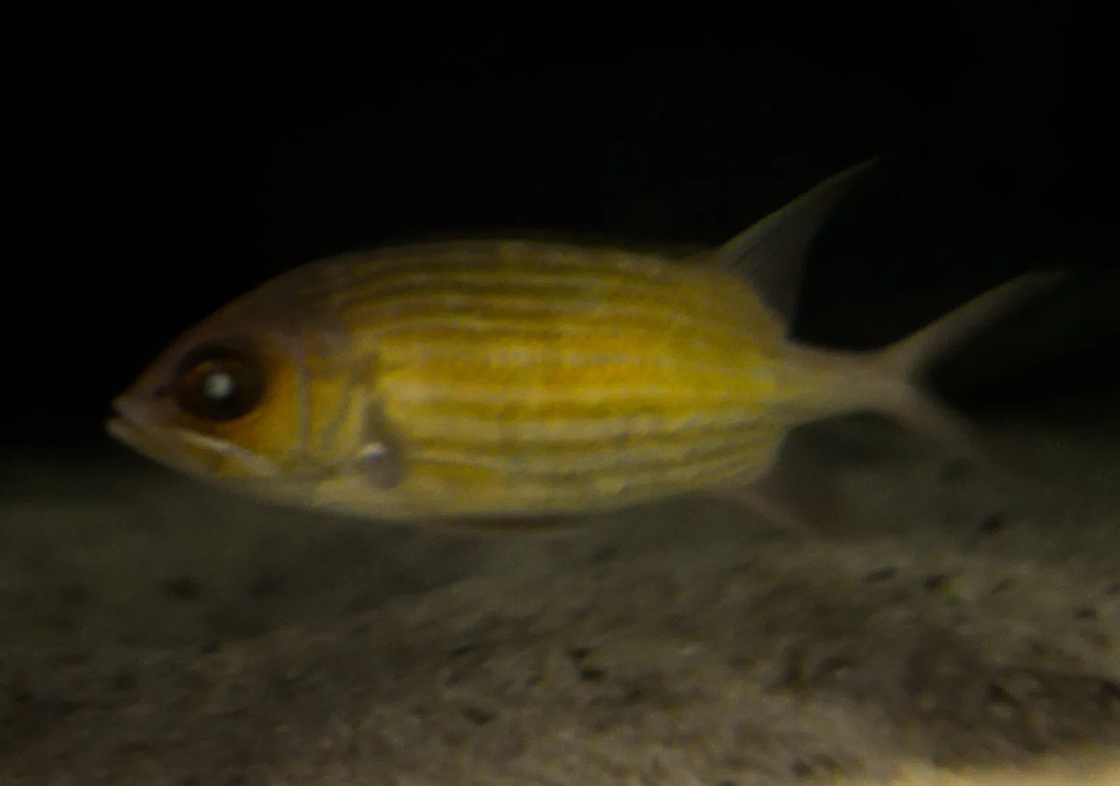 Greater Cleveland Aquarium