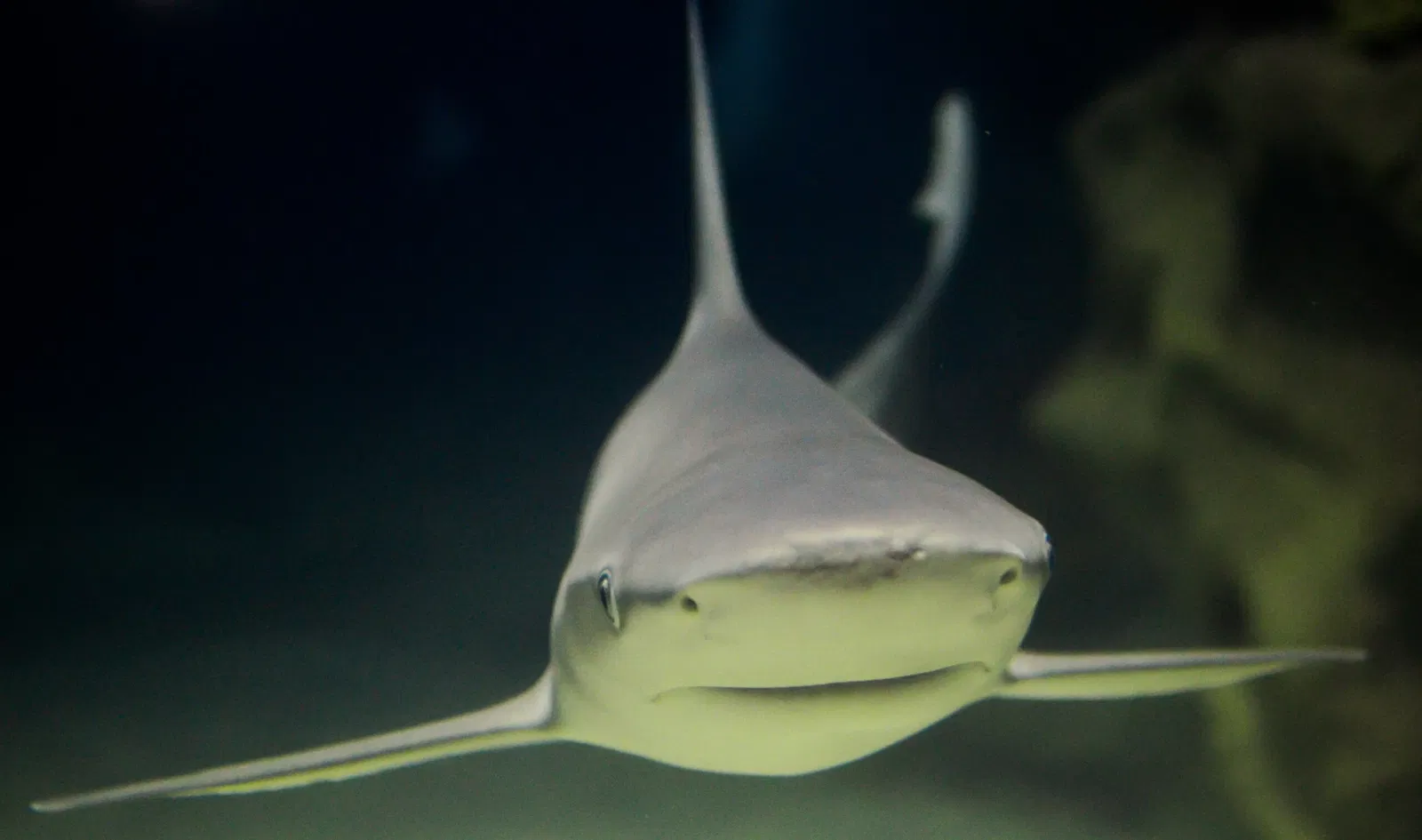 Greater Cleveland Aquarium