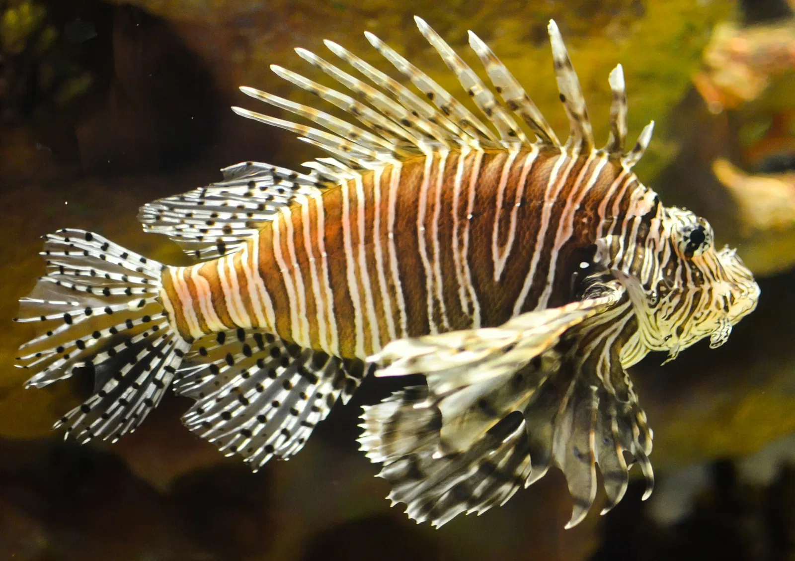 Greater Cleveland Aquarium