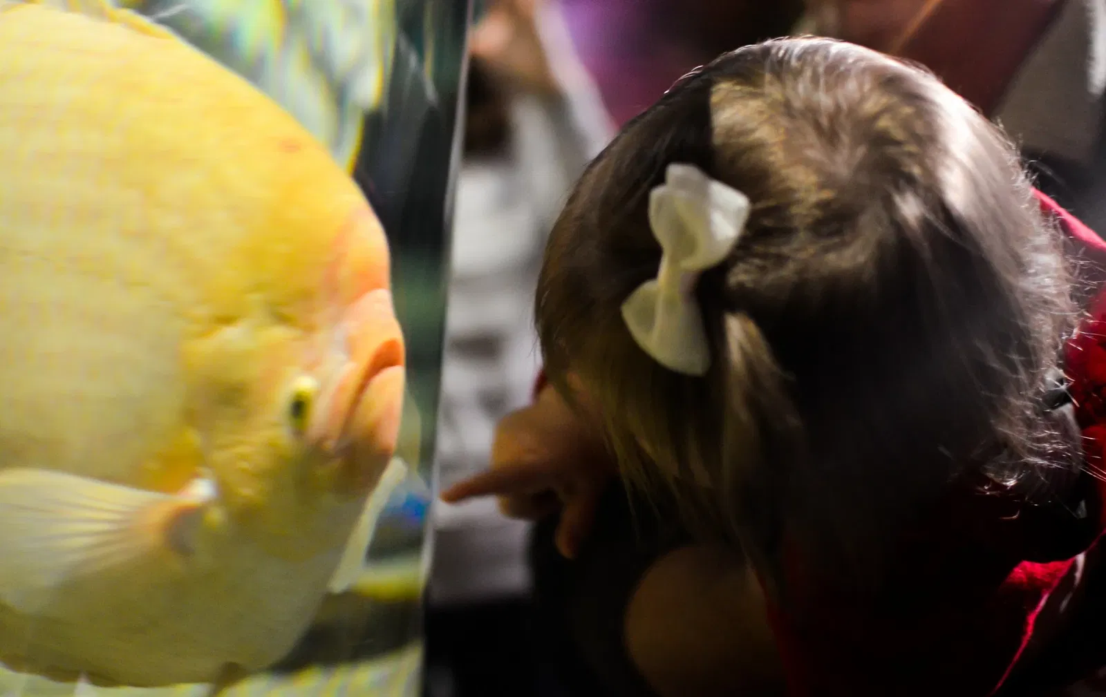 Greater Cleveland Aquarium