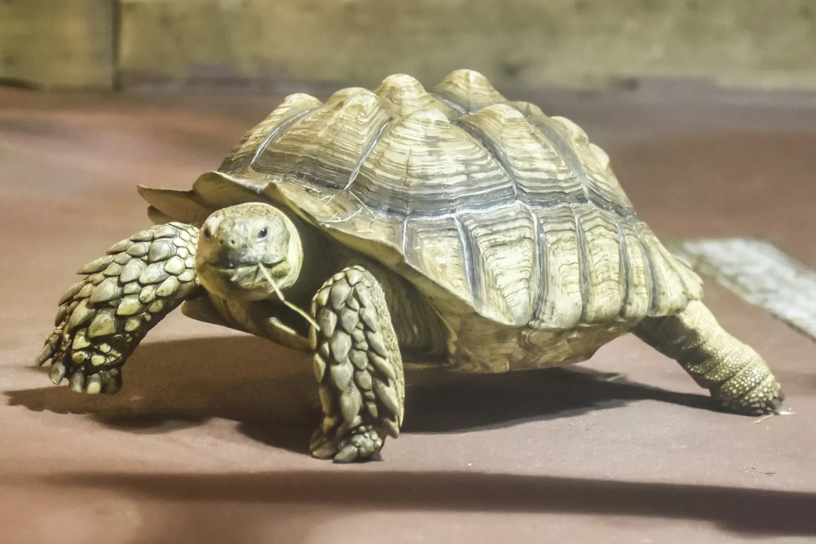 Greater Cleveland Aquarium