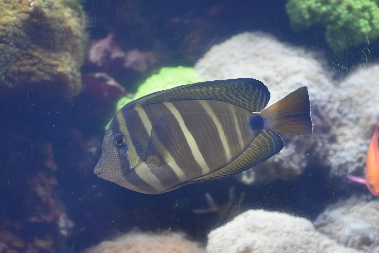 Greater Cleveland Aquarium