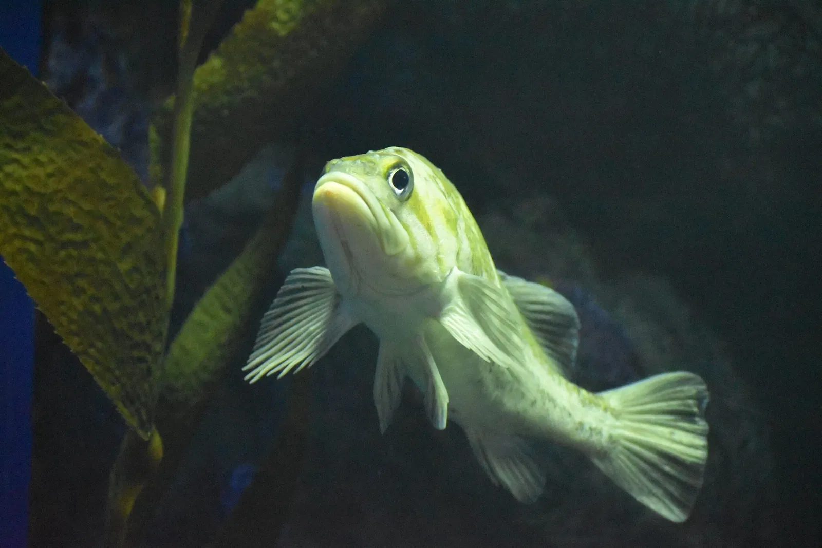 Greater Cleveland Aquarium