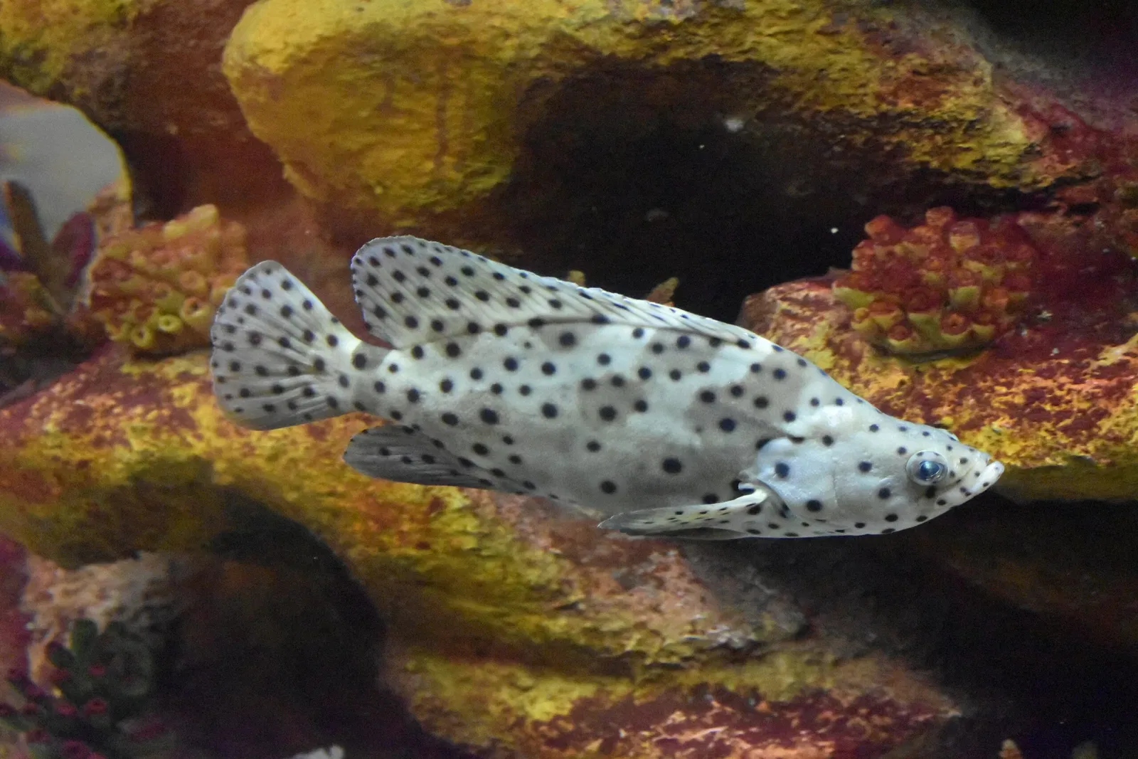 Greater Cleveland Aquarium