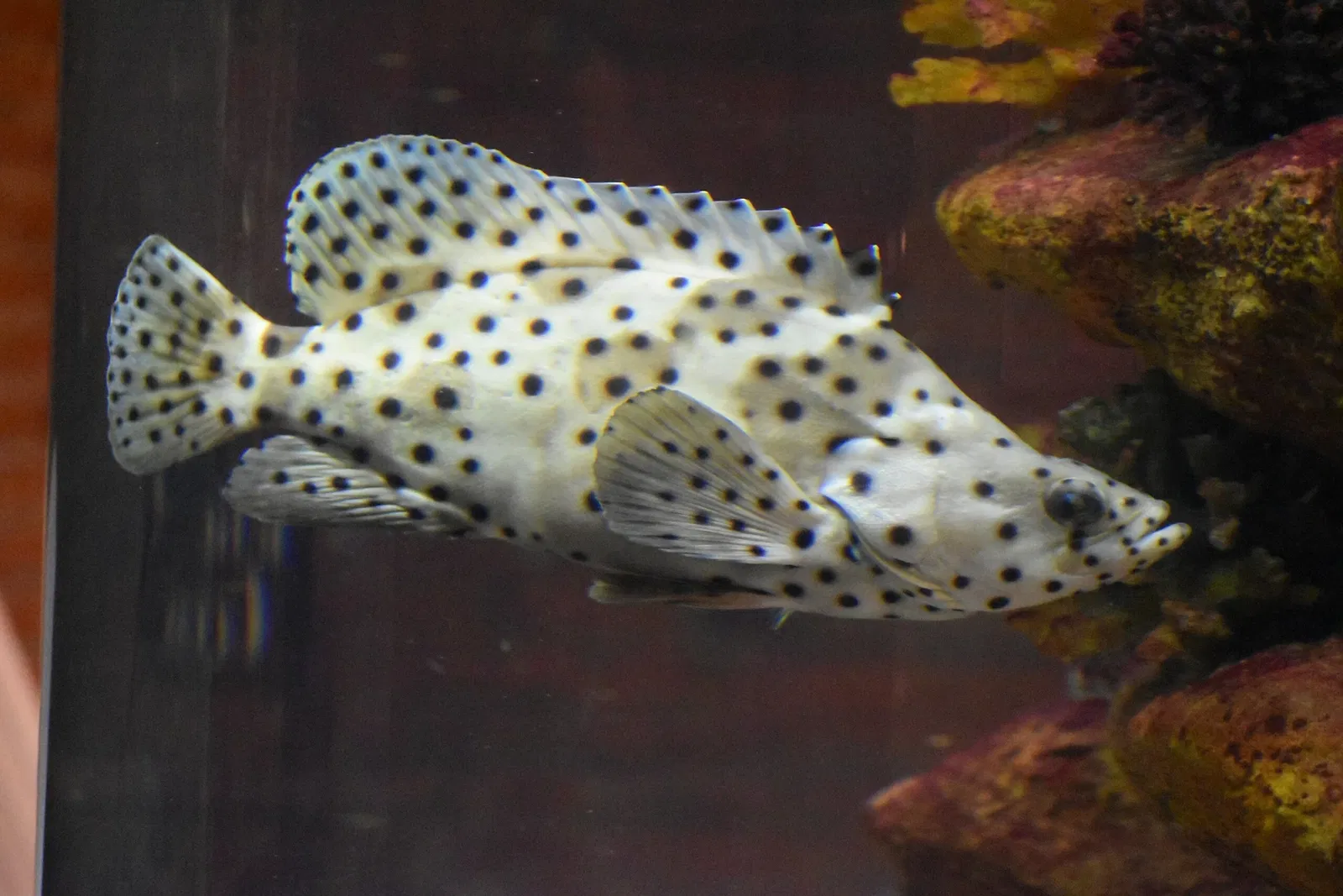 Greater Cleveland Aquarium