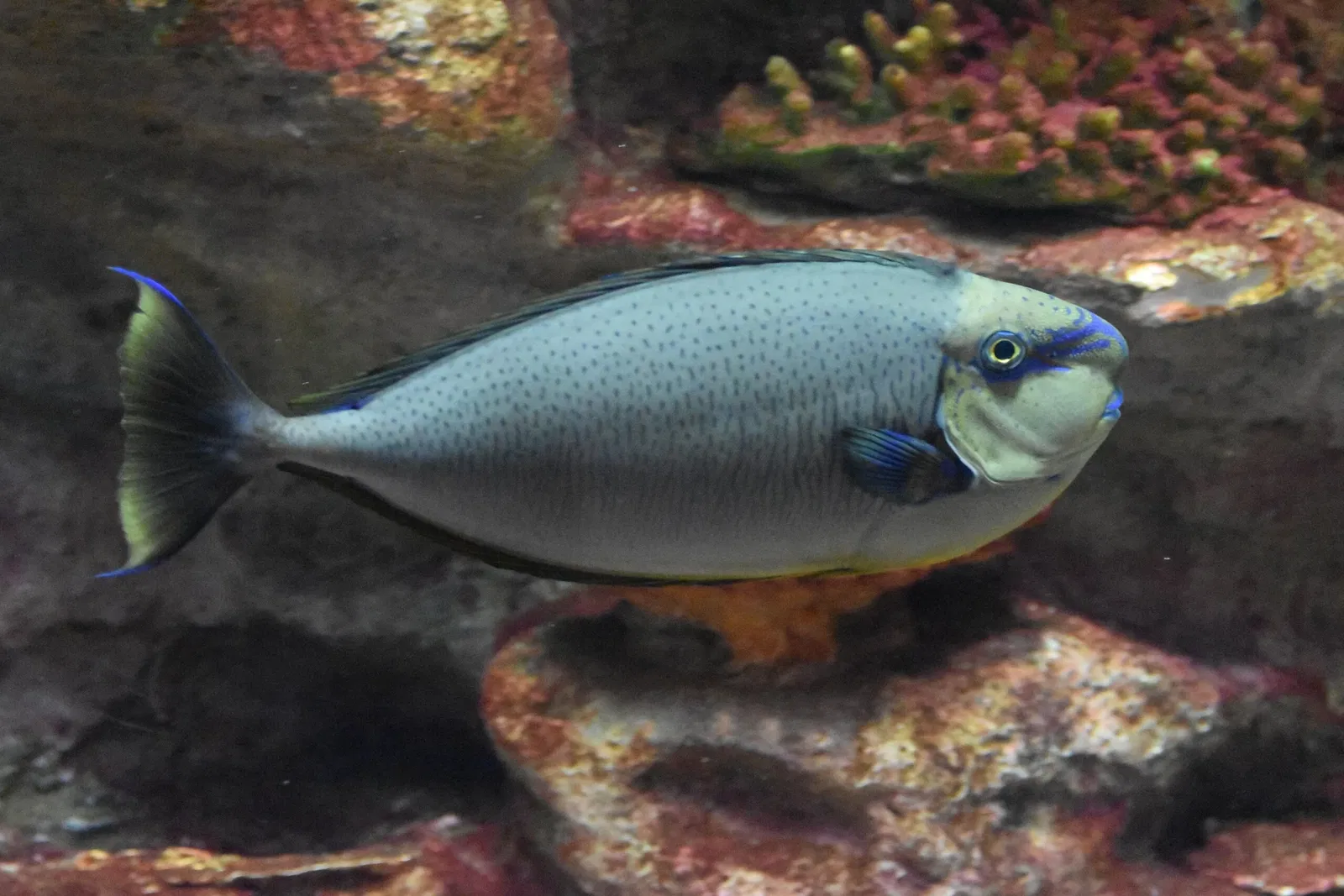 Greater Cleveland Aquarium