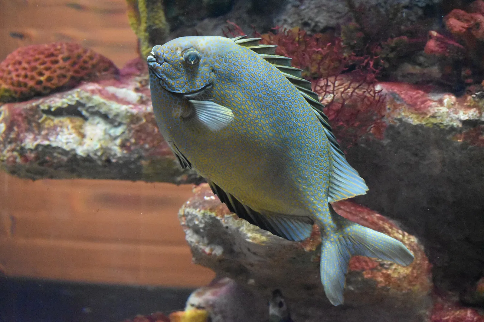 Greater Cleveland Aquarium