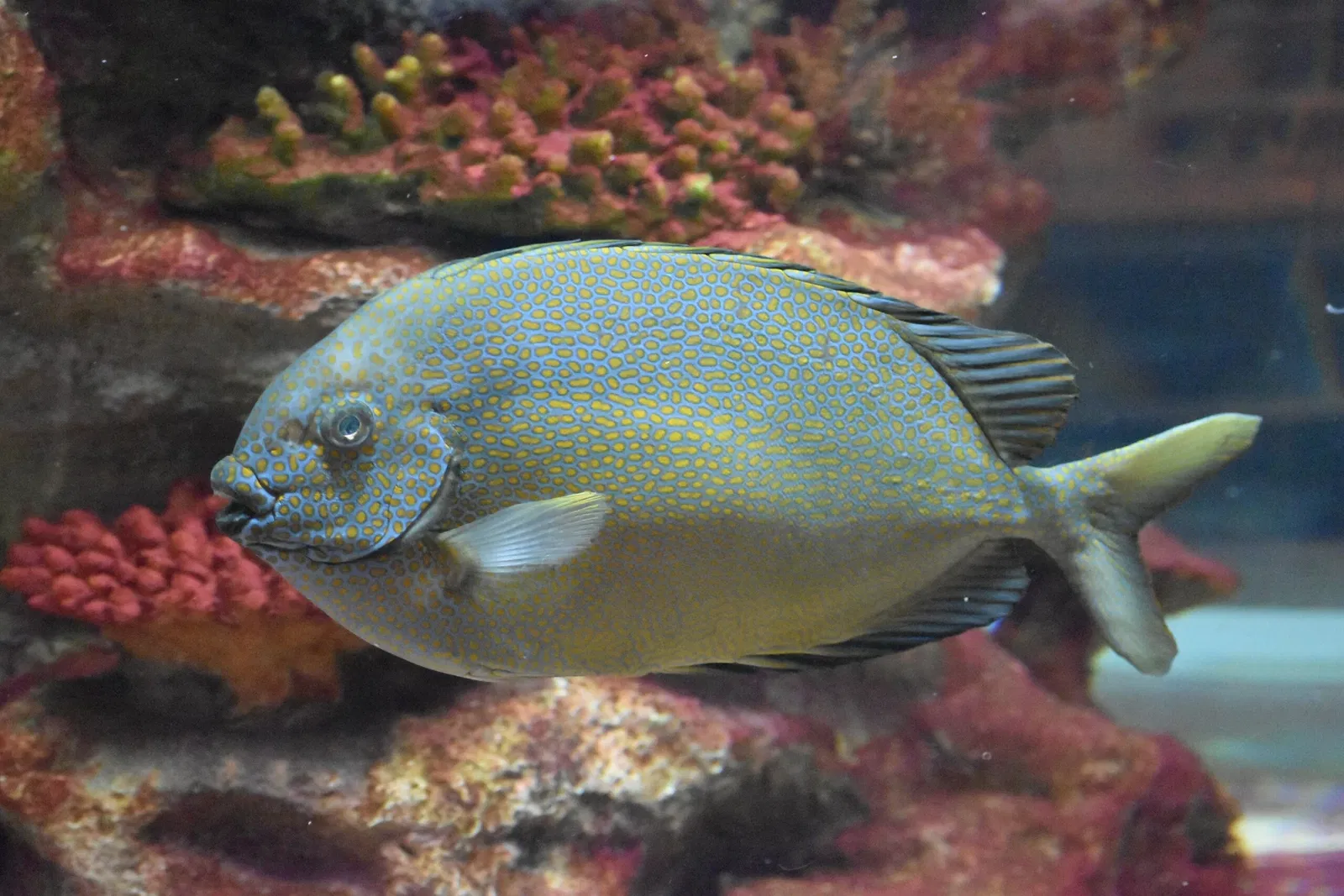 Greater Cleveland Aquarium