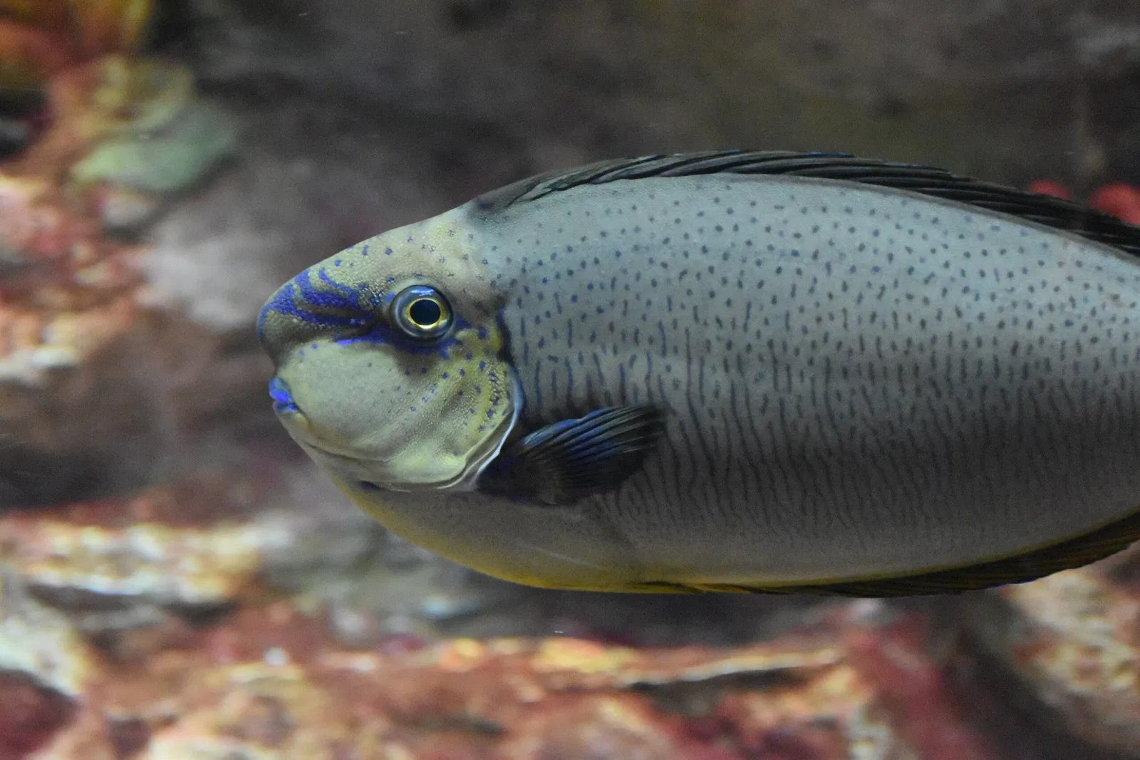 Greater Cleveland Aquarium