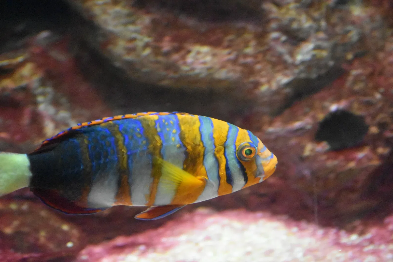 Greater Cleveland Aquarium