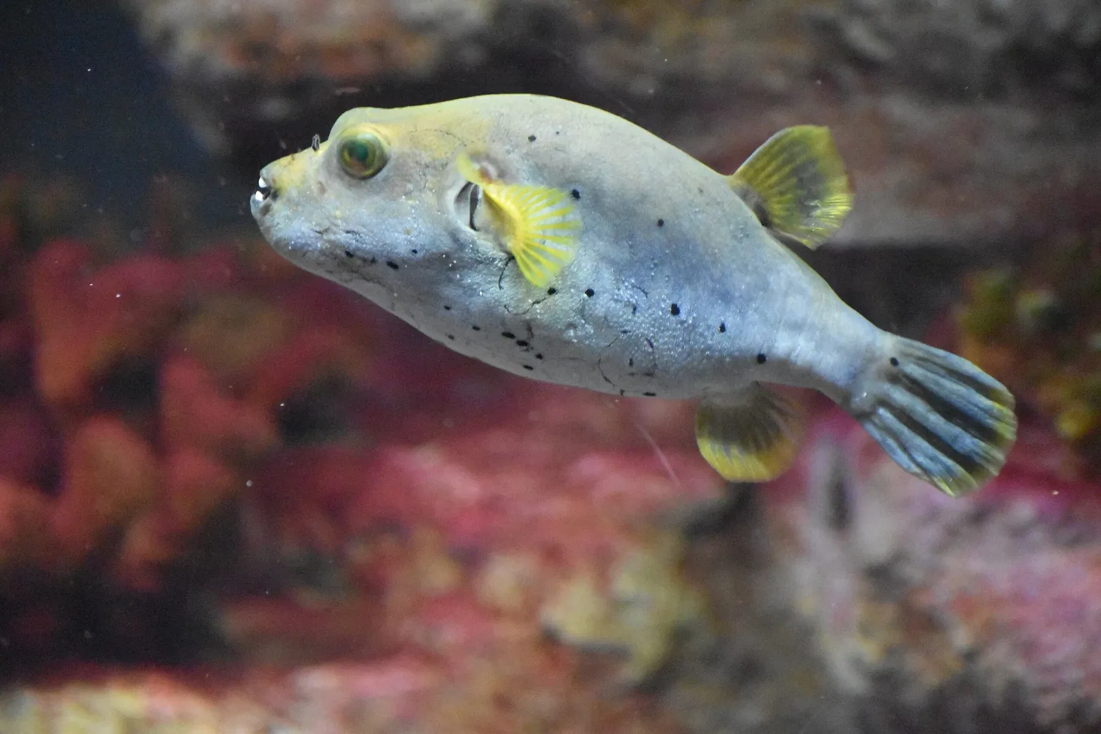 Greater Cleveland Aquarium