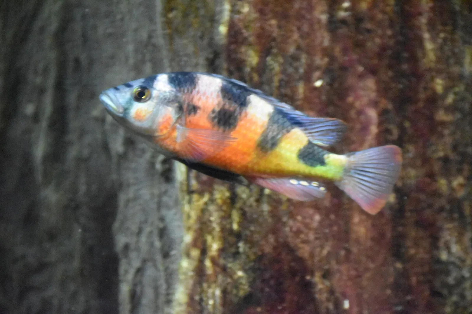 Greater Cleveland Aquarium