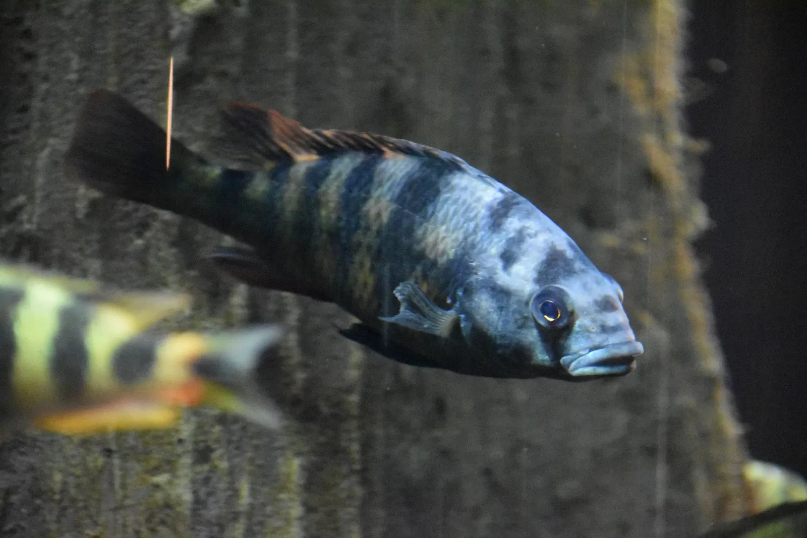 Greater Cleveland Aquarium