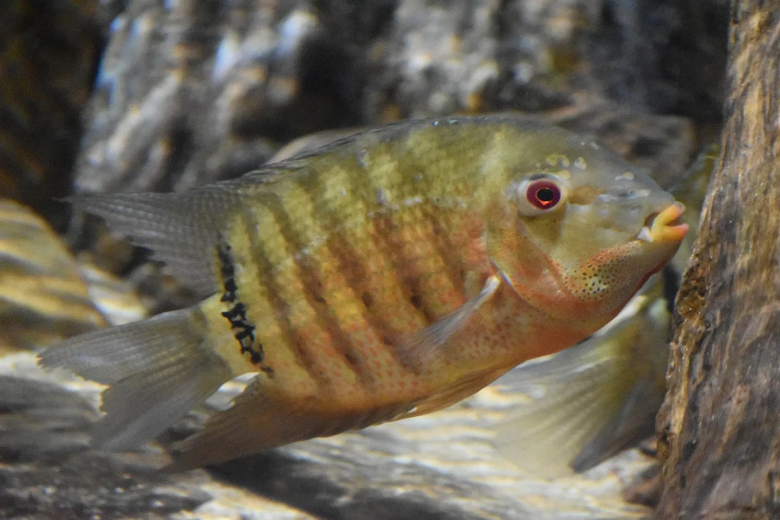 Greater Cleveland Aquarium