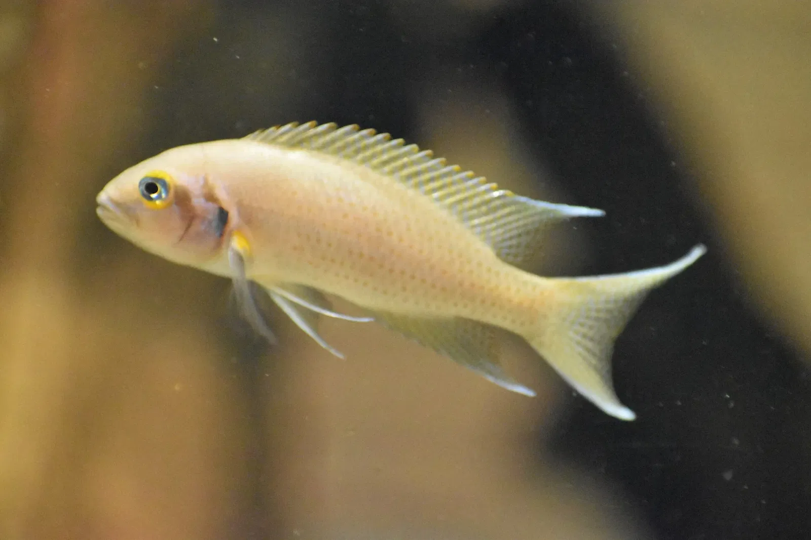 Greater Cleveland Aquarium