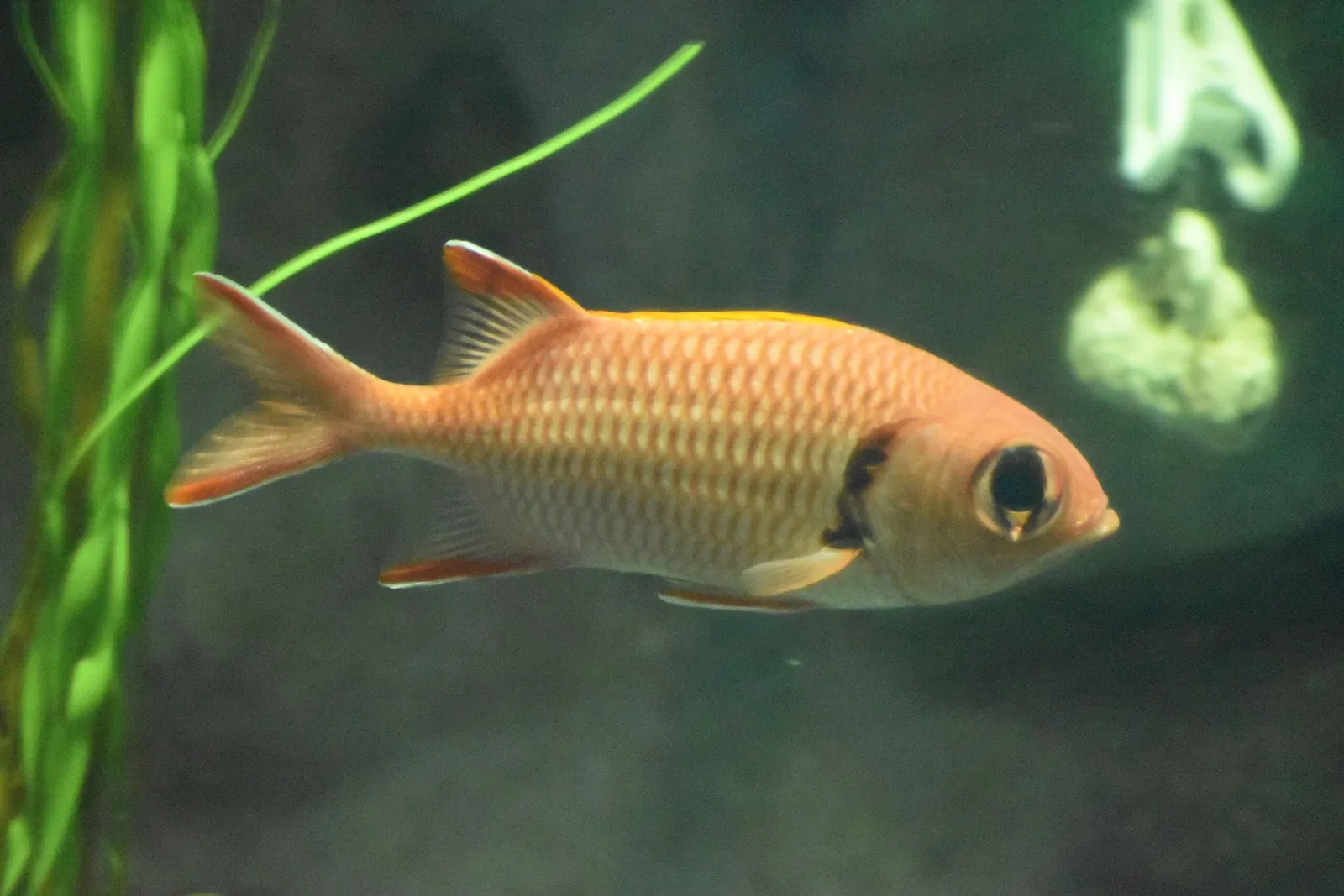 Greater Cleveland Aquarium