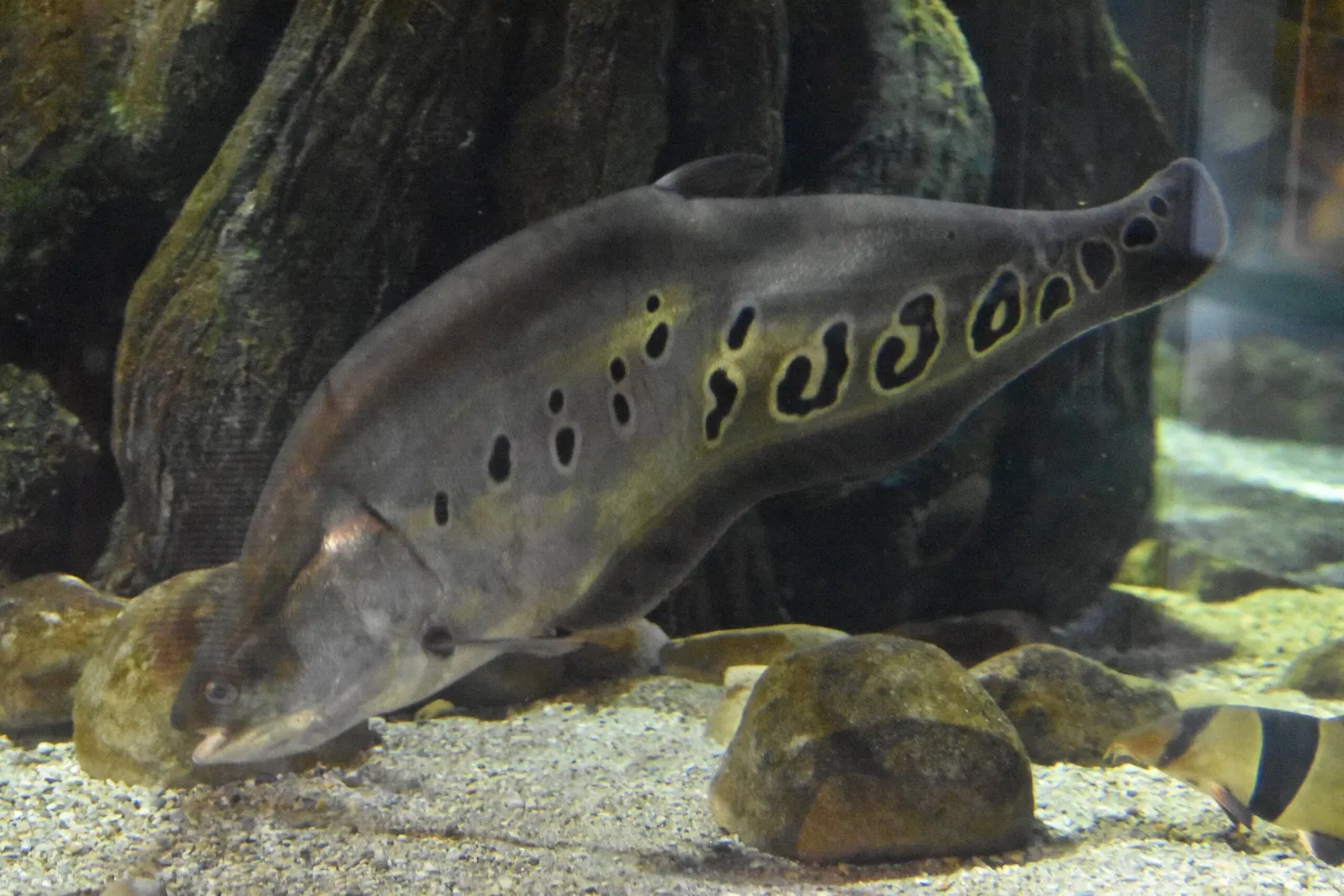 Greater Cleveland Aquarium