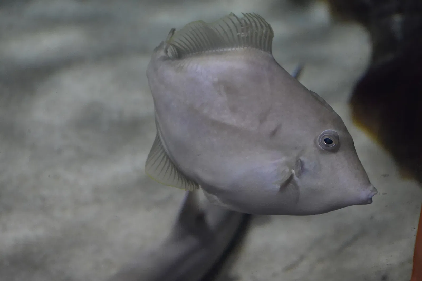 Greater Cleveland Aquarium