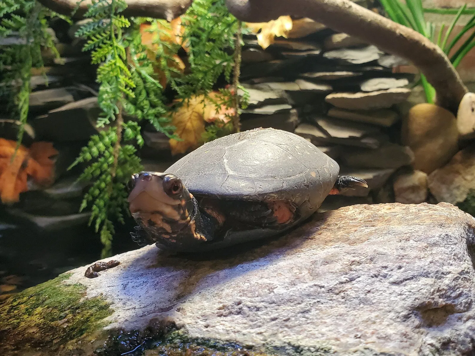 Greater Cleveland Aquarium