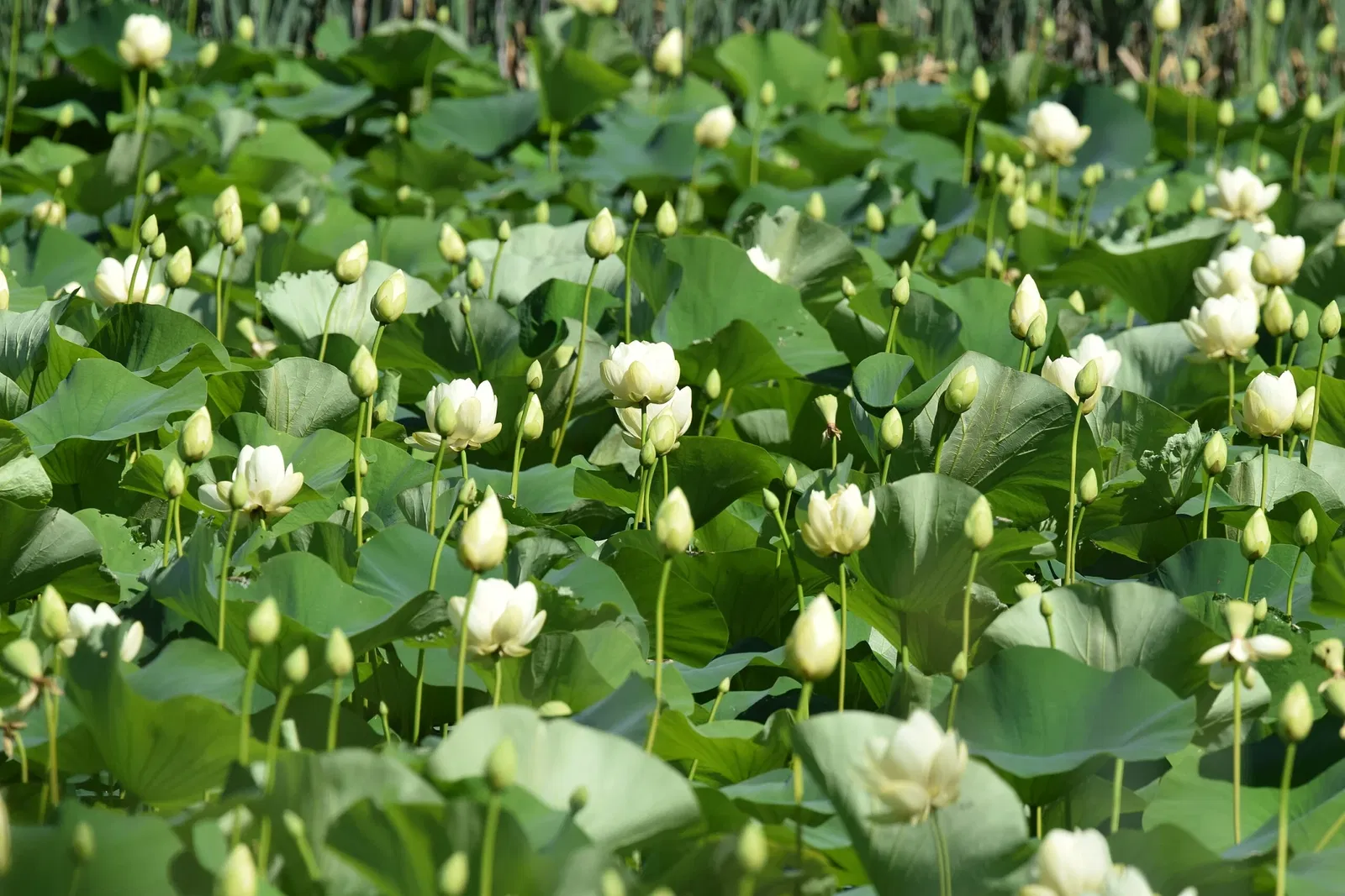 Forest Park (San Luis)