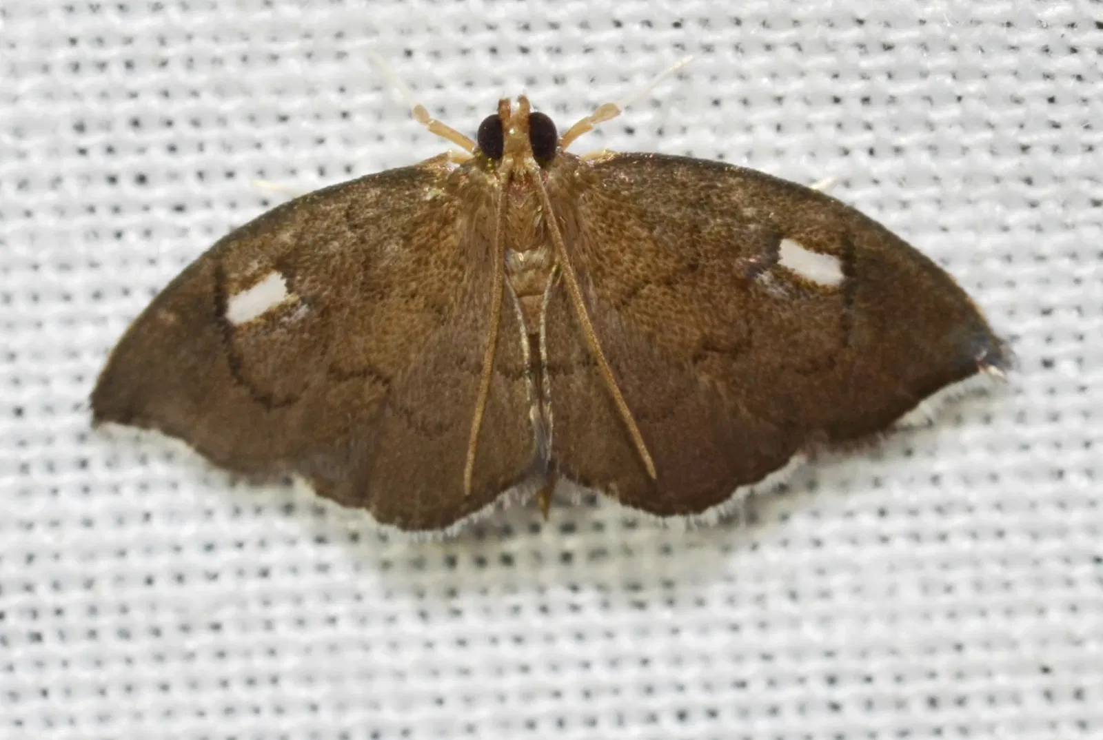 Forest Park (San Luis)