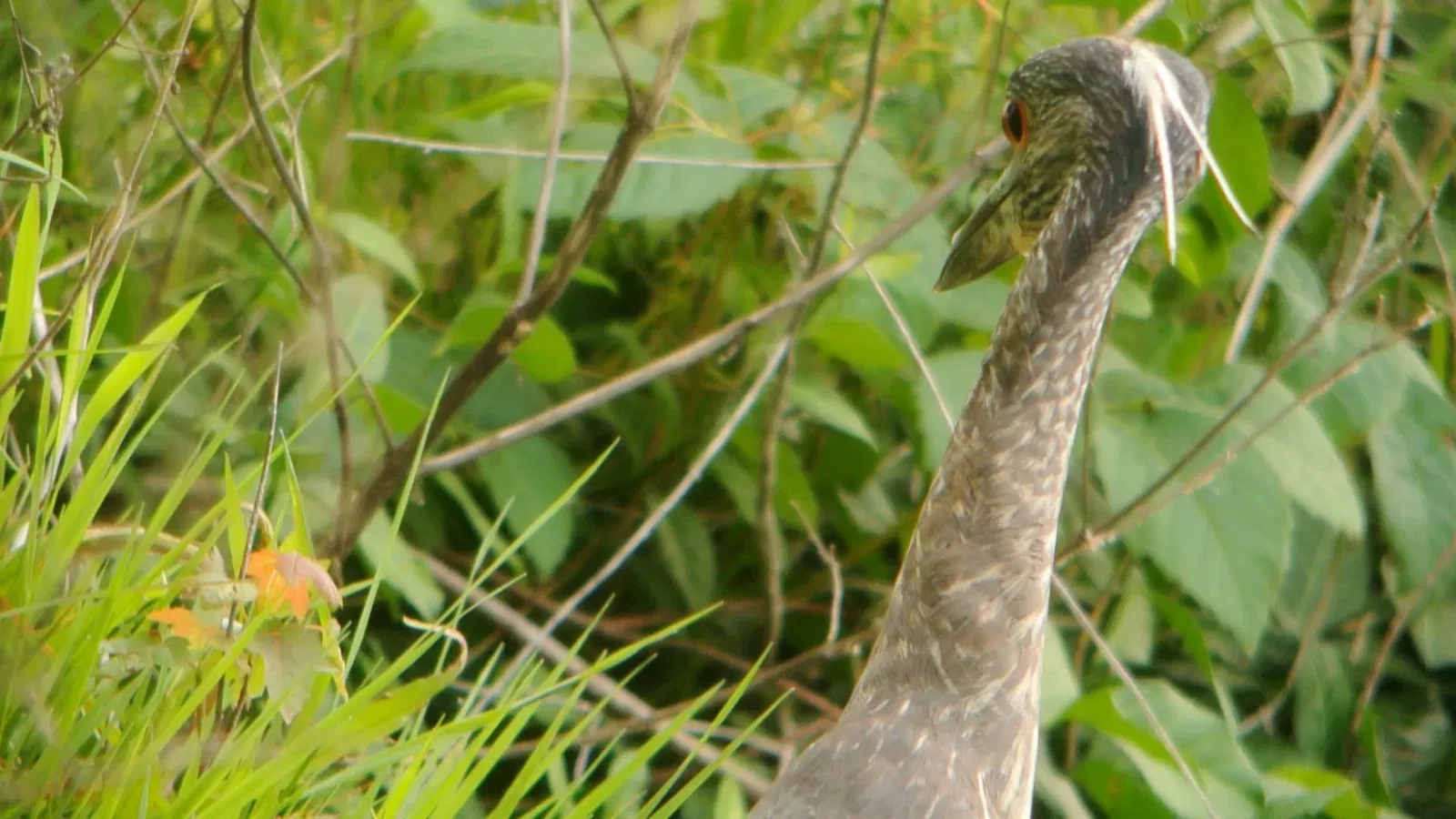 Forest Park (San Luis)