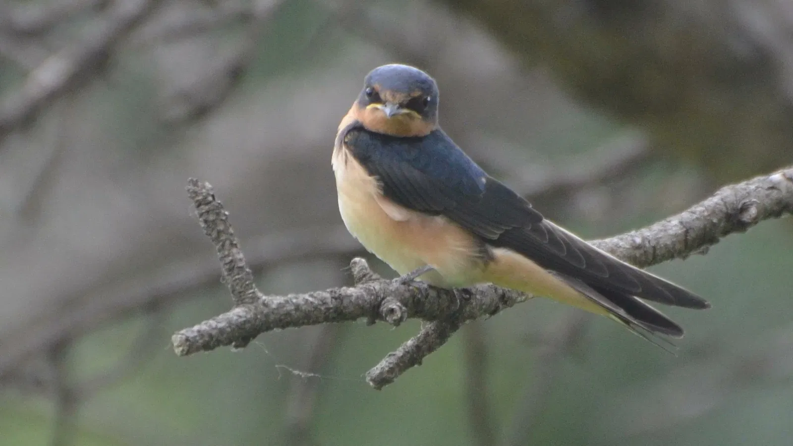 Forest Park (San Luis)