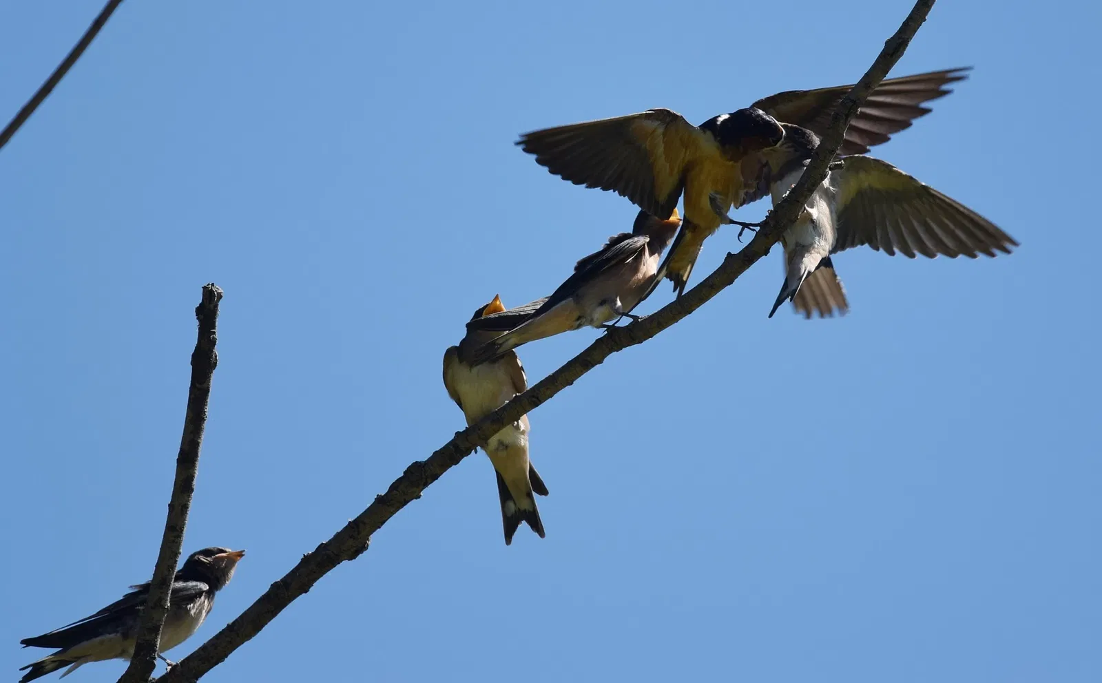 Forest Park (San Luis)