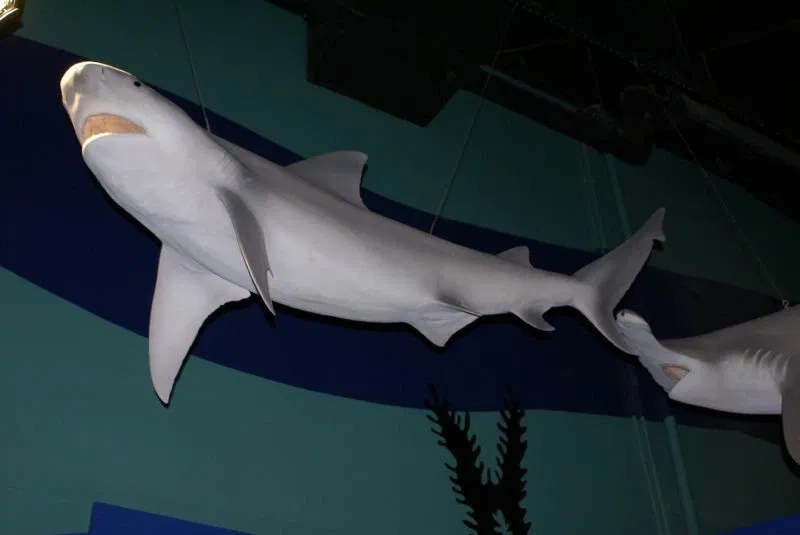 The Children's Museum of Indianapolis