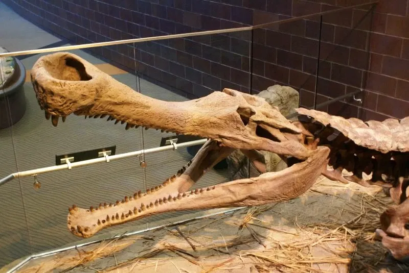 Children's Museum of Indianapolis