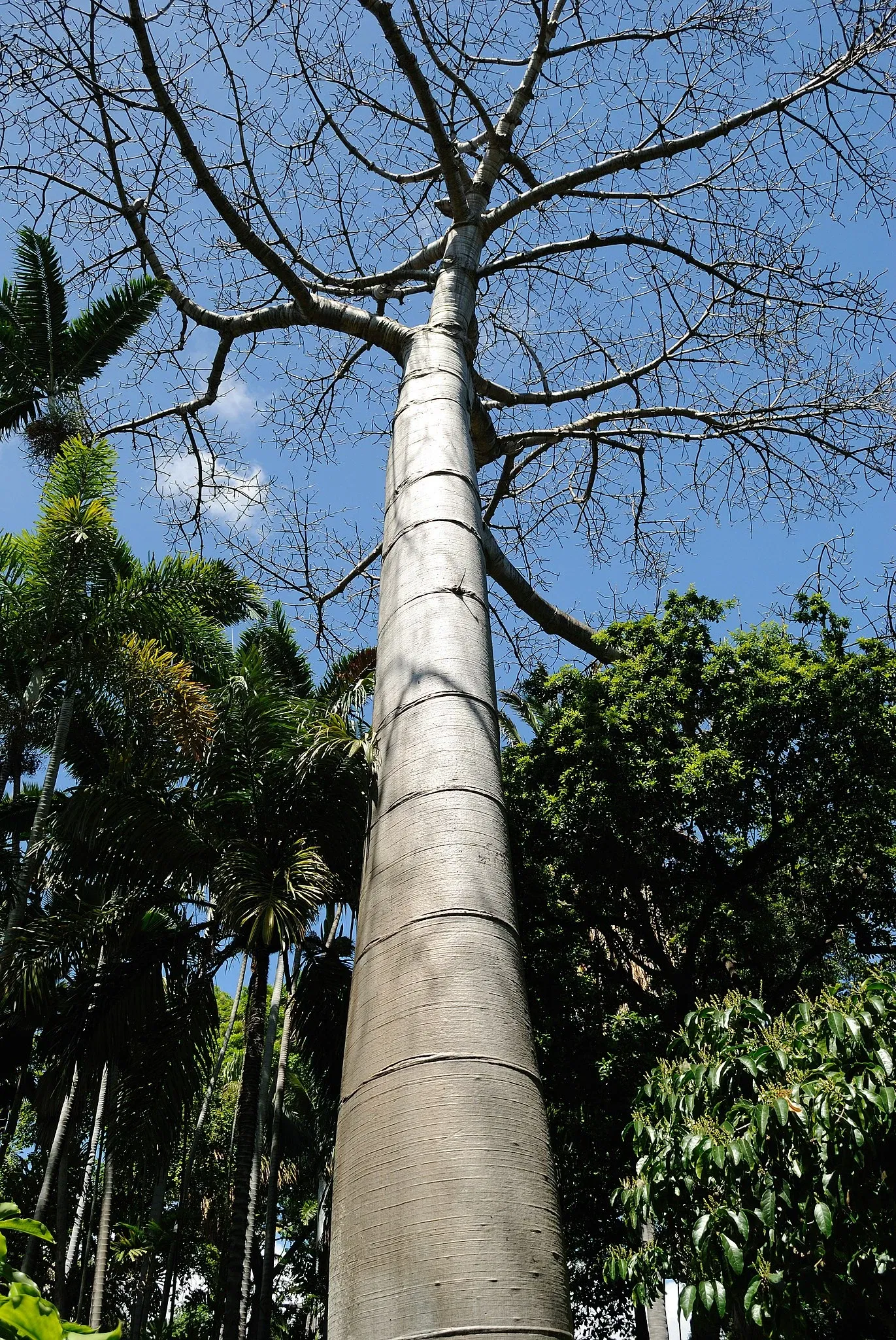 Foster Botanical Garden