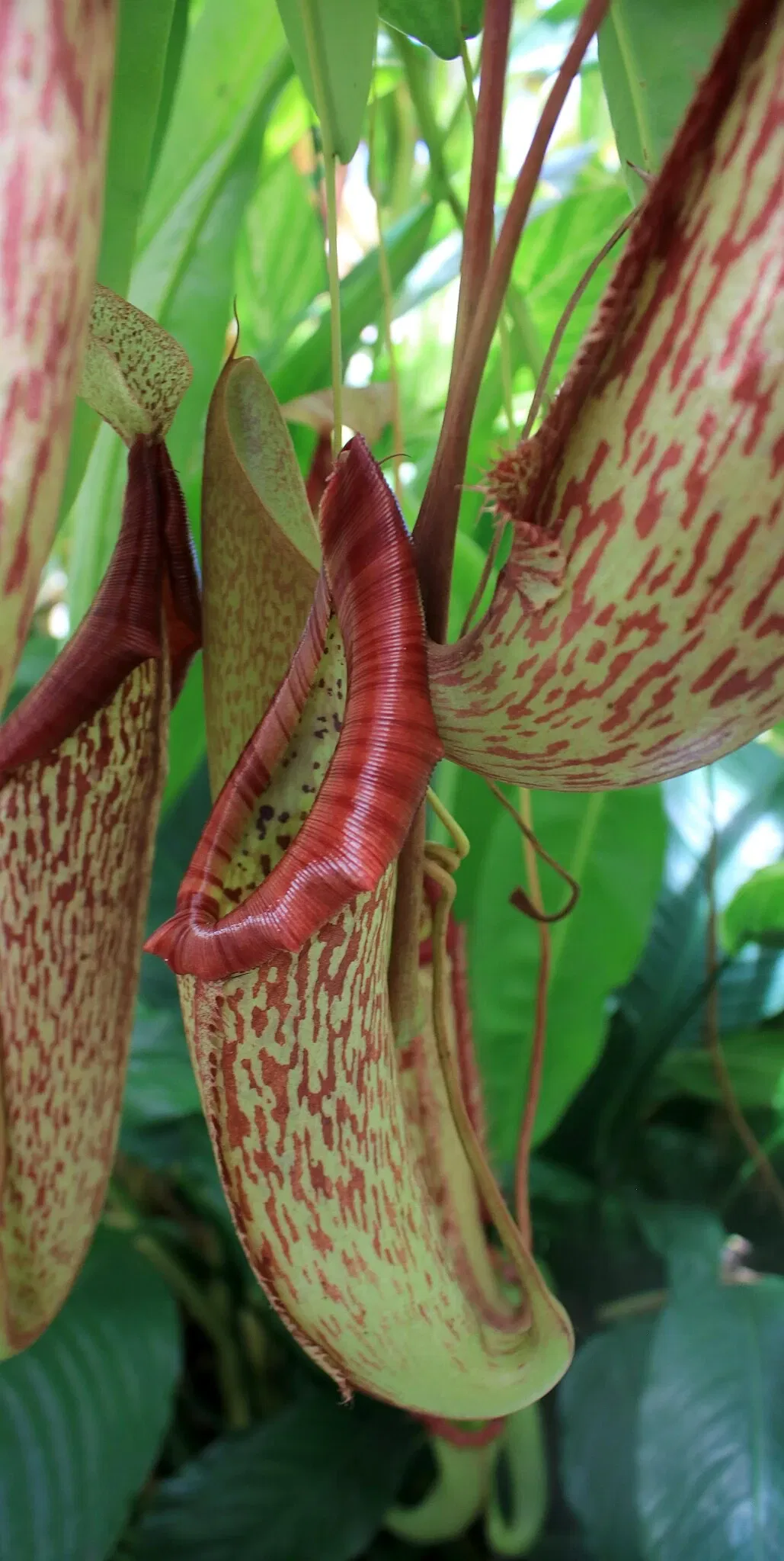 Foster Botanical Garden