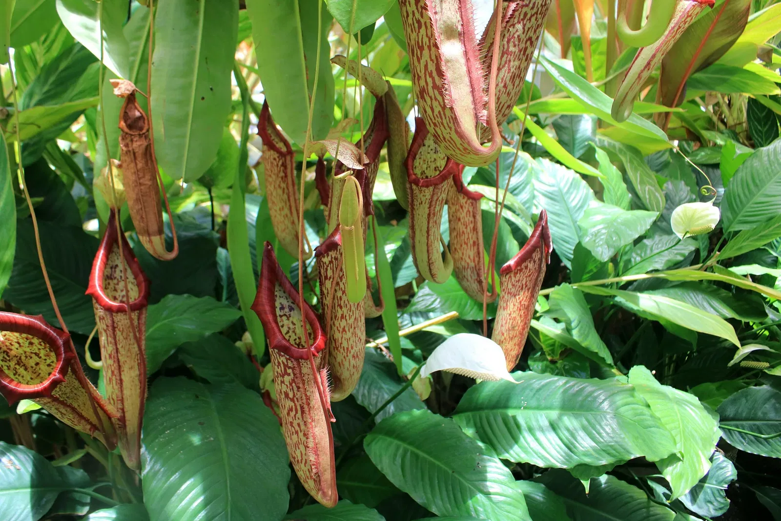 Foster Botanical Garden